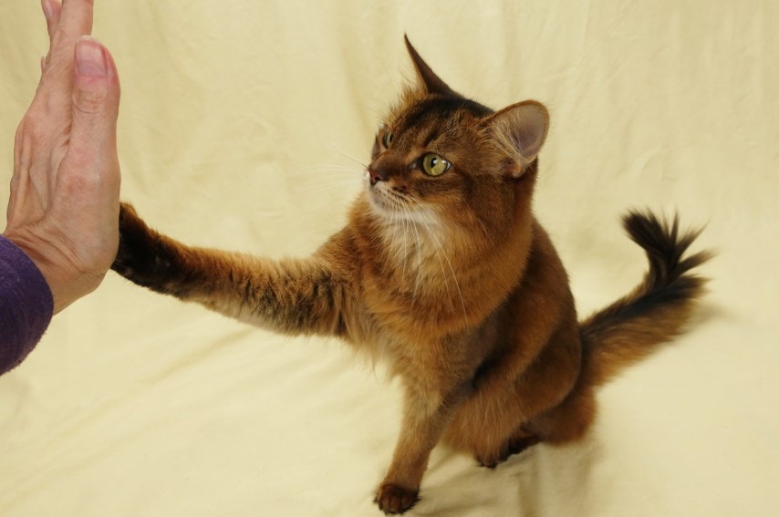 Purrfect Patience: Mastering the Art of Training Your Cat